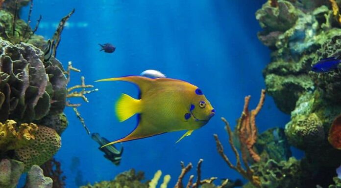 Cosa mangiano i pesci angelo?
