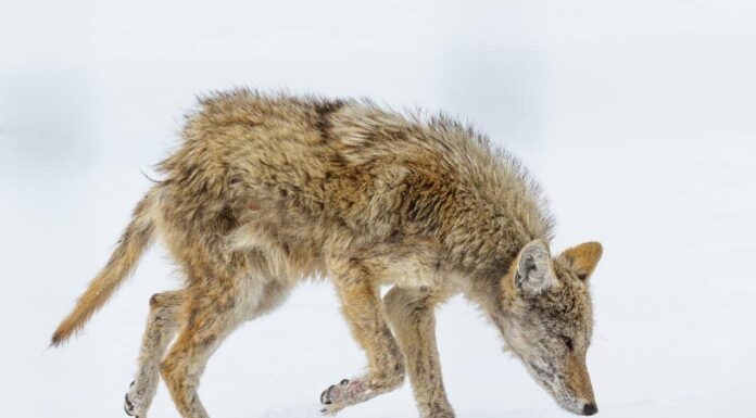 Coyote con la rogna: cosa significa?
