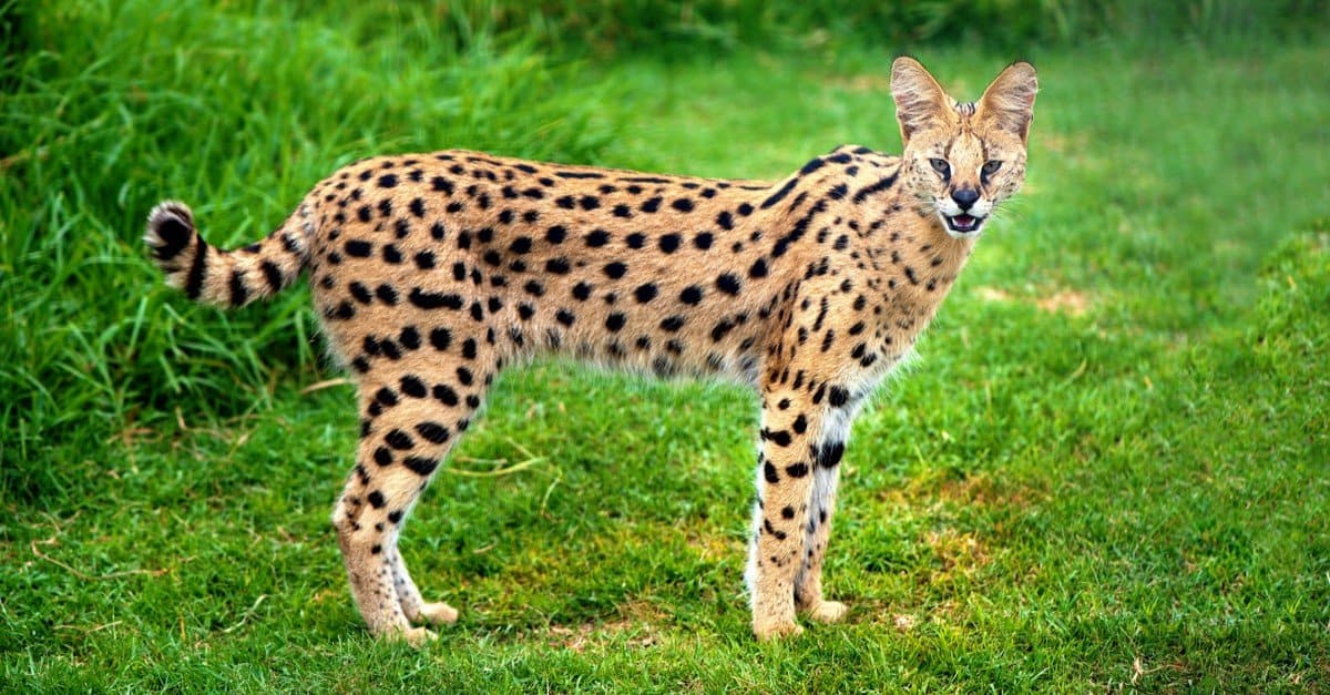 I gatti Serval sono buoni animali domestici?