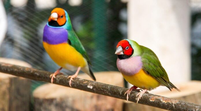 Cosa mangiano i fringuelli?
