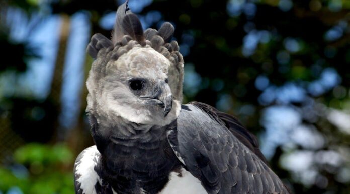 Aquila vs gufo: quali sono le differenze?
