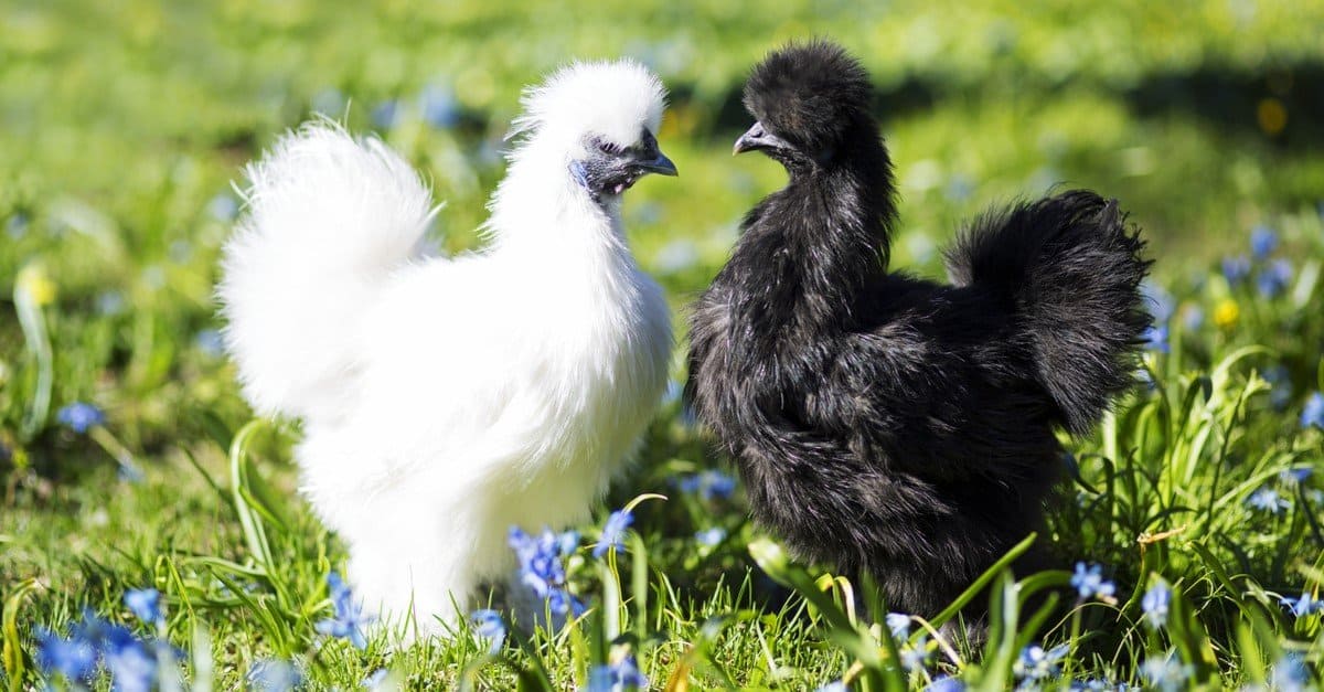 Silkie Hen vs Gallo: quali sono le differenze?