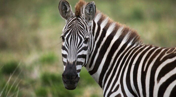 Giraffe vs Zebre: chi vincerebbe in un combattimento?
