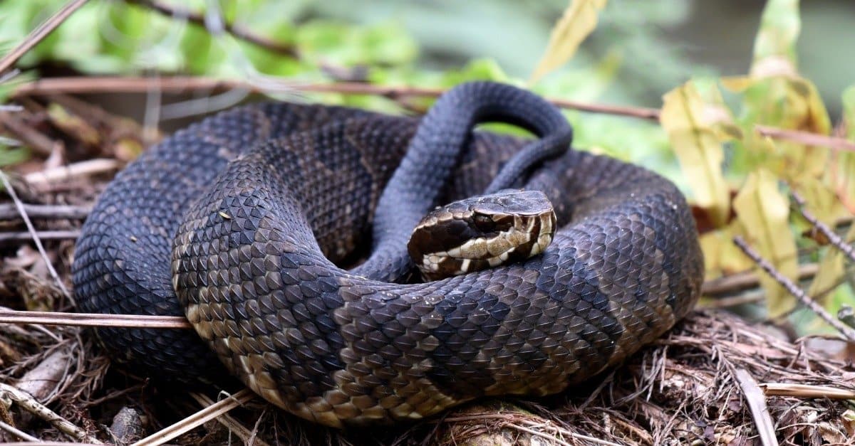 Are water moccasins poisonous or dangerous
