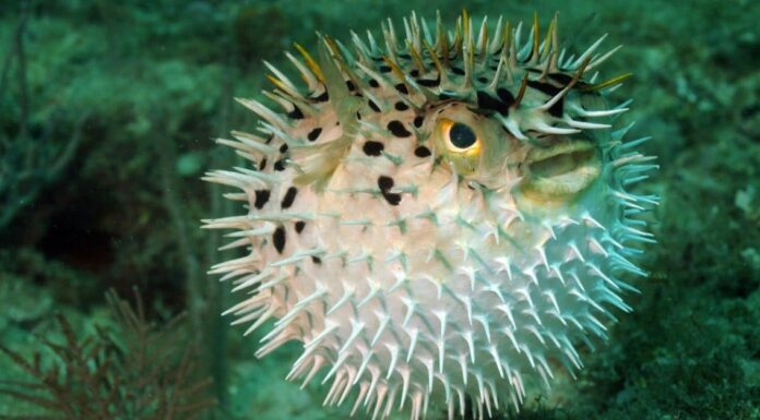 Minecraft Animal: Pufferfish