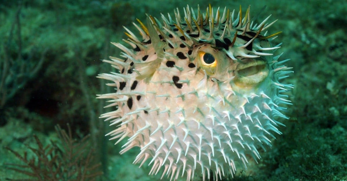 Minecraft Animal: Pufferfish