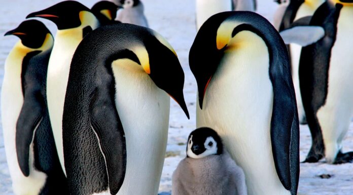 Cosa mangiano i pinguini imperatori?
