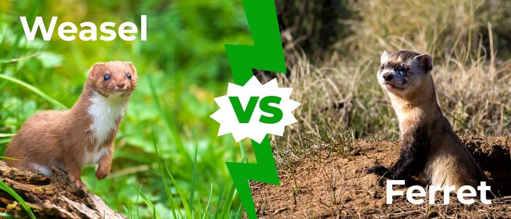 Donnole contro furetti: spiegate 5 differenze chiave