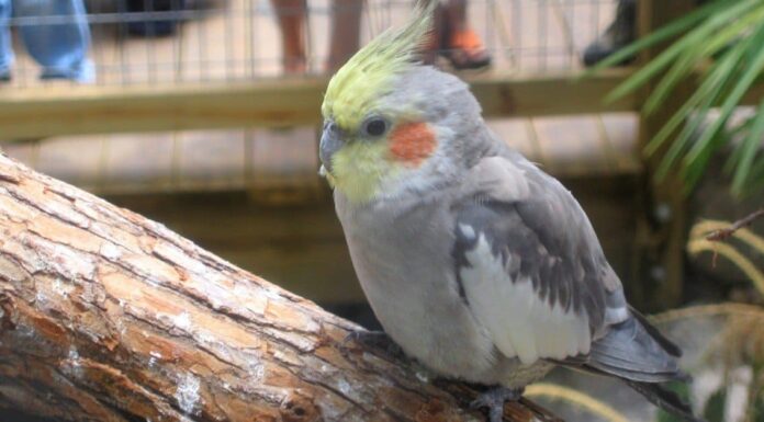 Durata della vita di Cockatiel: quanto tempo vivono i Cockatiel?
