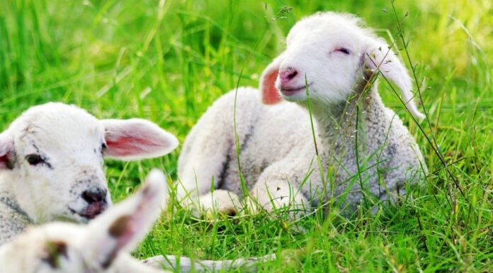 Agnello contro capra: 5 differenze chiave
