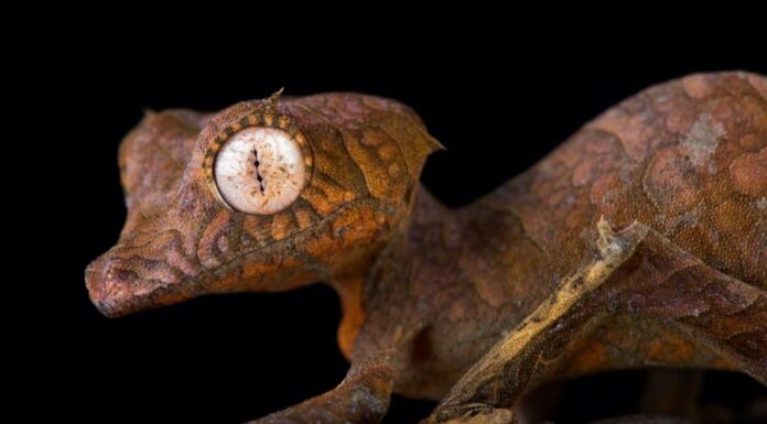Geco vs lucertola: qual è la differenza?
