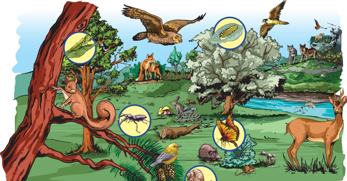 Catena alimentare vs rete alimentare: qual è la differenza?