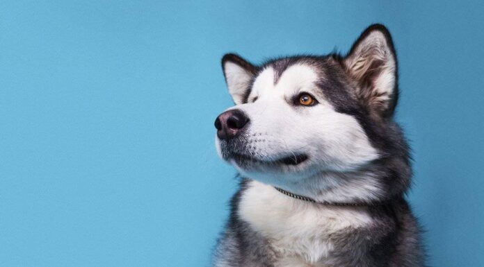 Alaskan Husky vs Siberian Husky: qual è la differenza?
