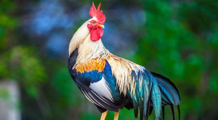 Gallo vs gallina: qual è la differenza?
