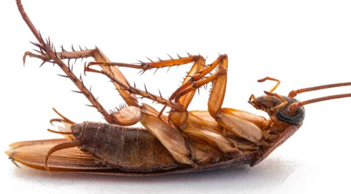 Come uccidere uno scarafaggio
