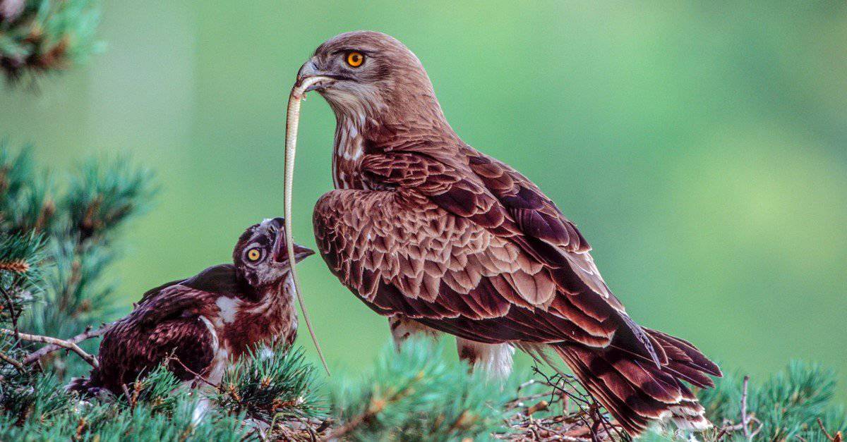Eagle vs Snake: chi vincerebbe in un combattimento?