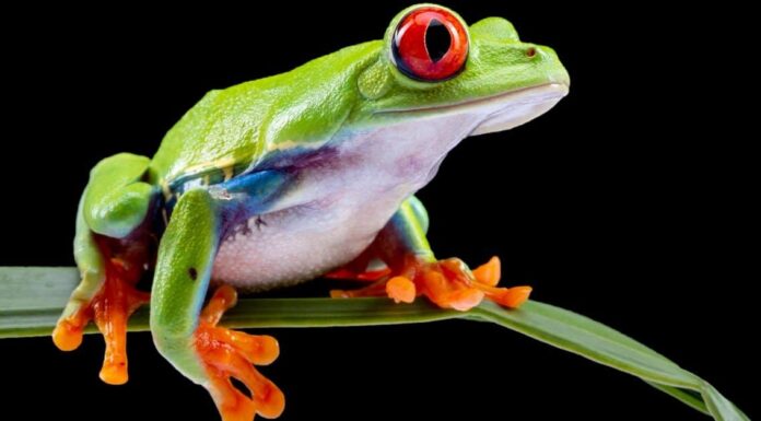 Nomi per le rane: come chiamare la tua rana domestica
