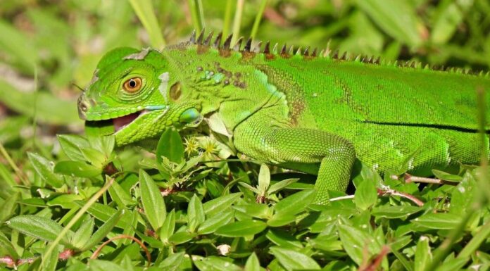 Scopri 10 lucertole invasive (la maggior parte sono in Florida!)
