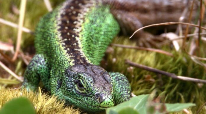 Lucertole e serpenti: le differenze spiegate
