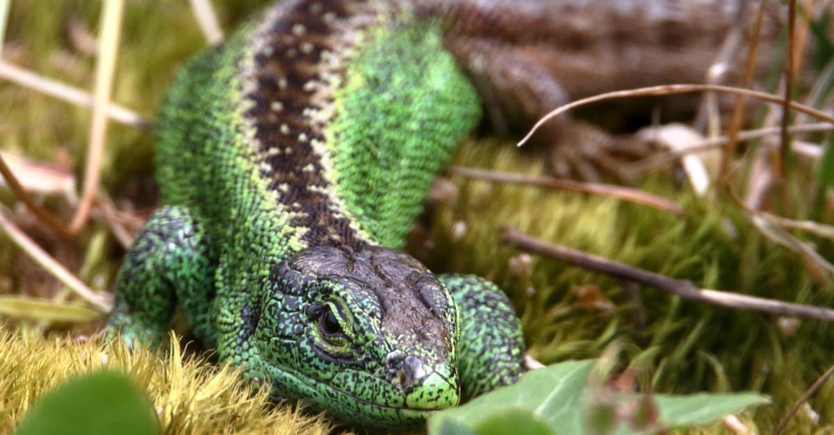 Lucertole e serpenti: le differenze spiegate