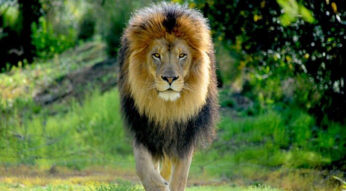 Leone contro coccodrillo: chi vincerebbe in un combattimento?
