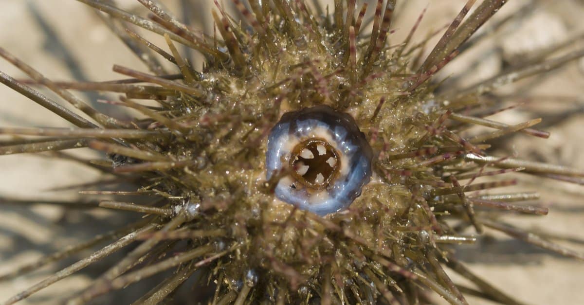 Top 10 Animals That Have Shells - sea urchin