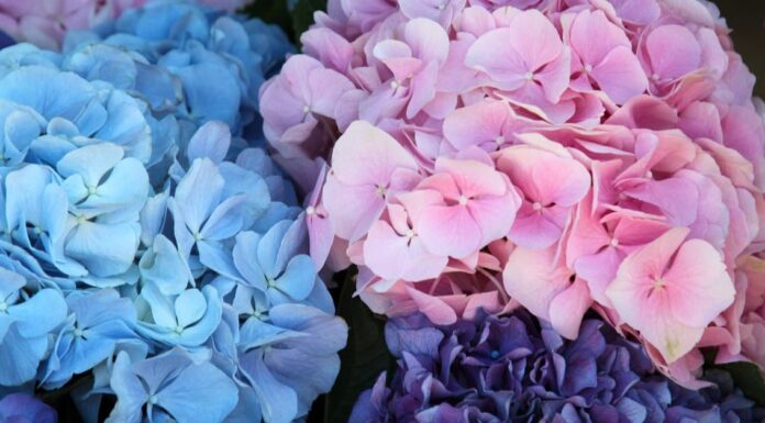Are Hydrangeas Poisonous or Dangerous - Hydrangeas