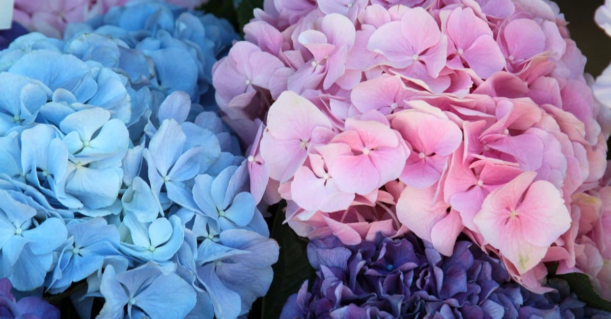 Are Hydrangeas Poisonous or Dangerous - Hydrangeas