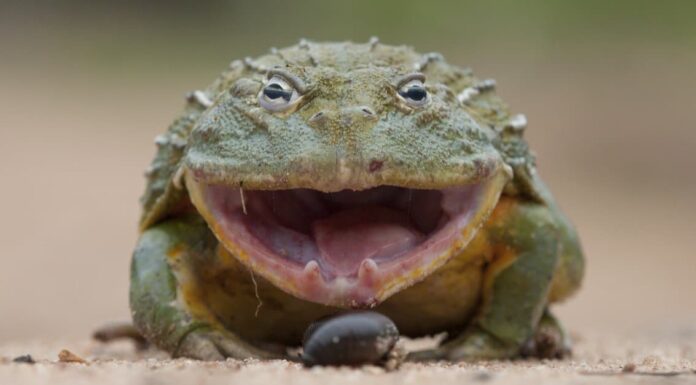 What Do Bullfrogs Eat?