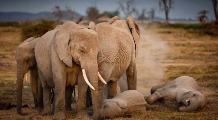 Giraffa contro elefante: chi vincerebbe in un combattimento?
