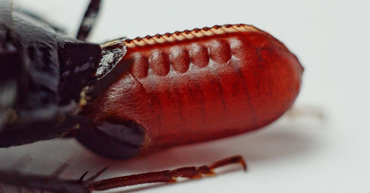 cockroach
