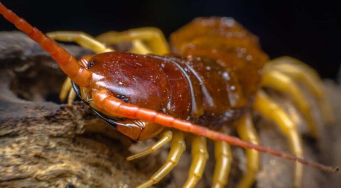 I millepiedi sono velenosi o pericolosi?
