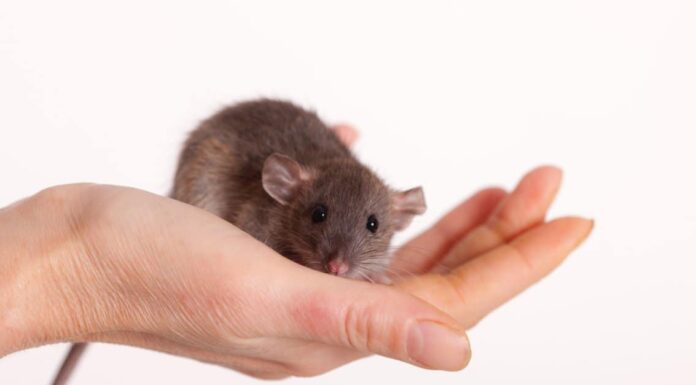 Topolino vs Topolino: qual è la differenza?
