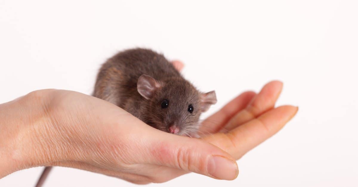 Topolino vs Topolino: qual è la differenza?