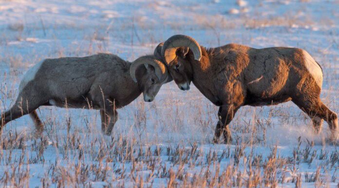 Goats vs Rams - 5 Key Differences