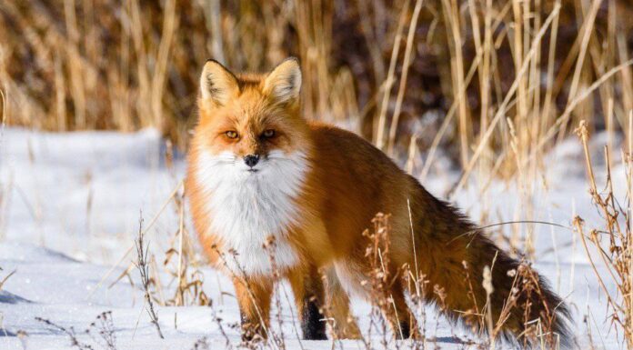 Durata della vita della volpe: quanto tempo vivono le volpi?
