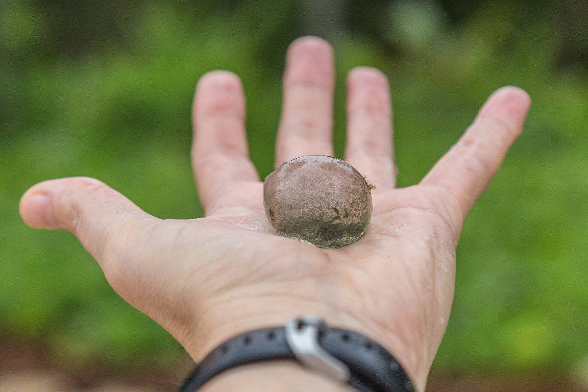 Il più grande organismo unicellulare del mondo