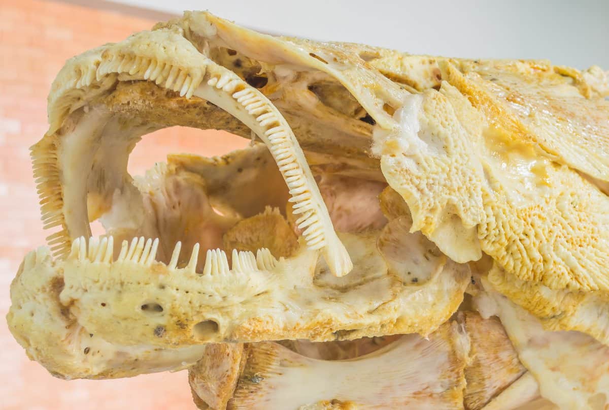 Arapaima Teeth - Arapaima