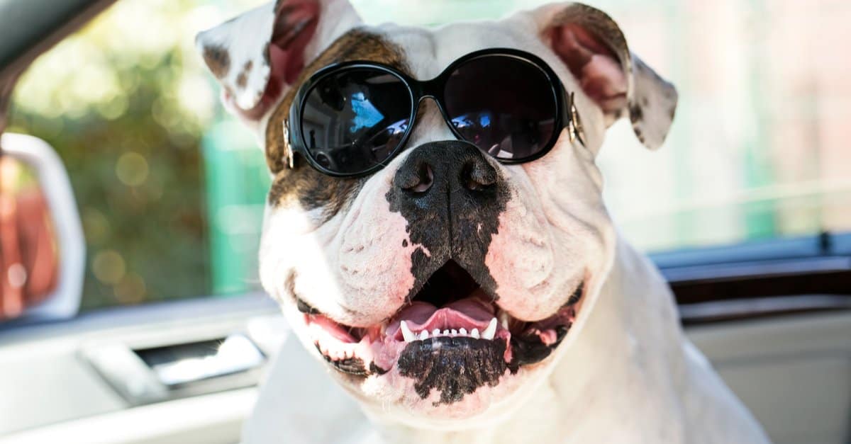 Denti da bulldog: tutto quello che c'è da sapere