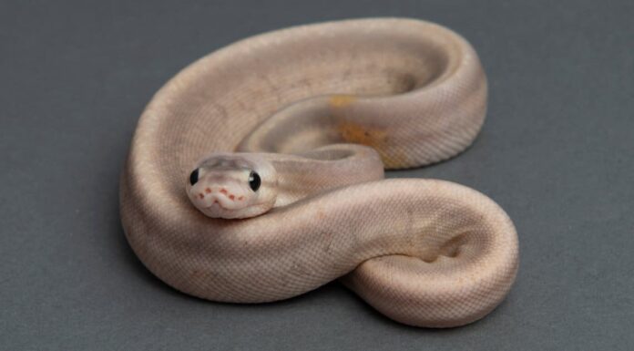 Durata della vita del pitone palla: quanto tempo vivono i pitoni palla?
