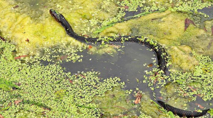 Florida-banded water snake