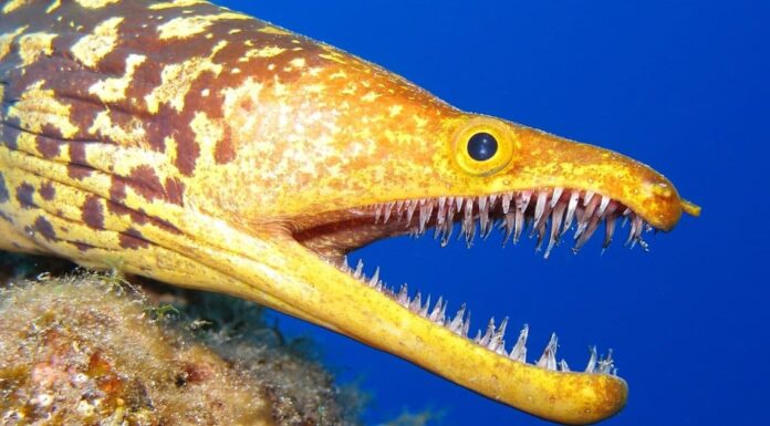 Moray Teeth - Fangtooth Moray