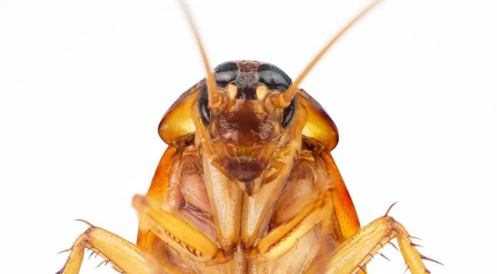 Insetti che sembrano scarafaggi (ma non lo sono!)
