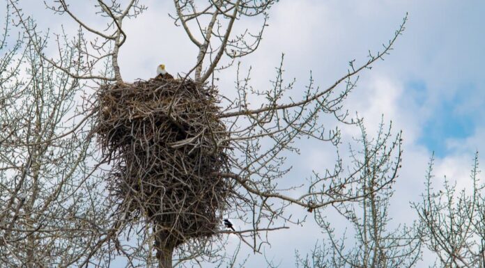 Nido dell'aquila calva: 10 fatti divertenti
