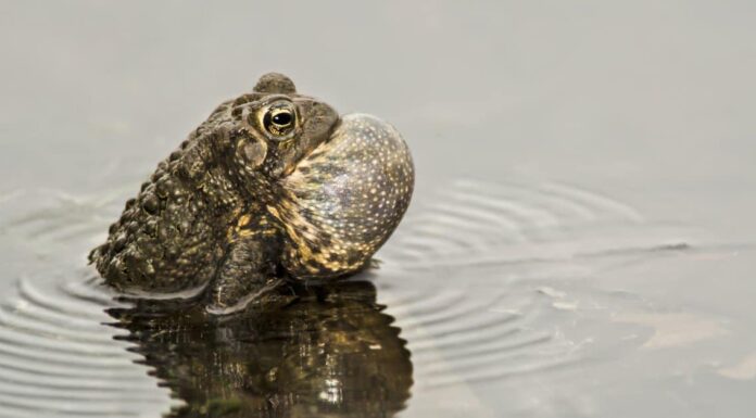 Cosa mangiano i rospi?
