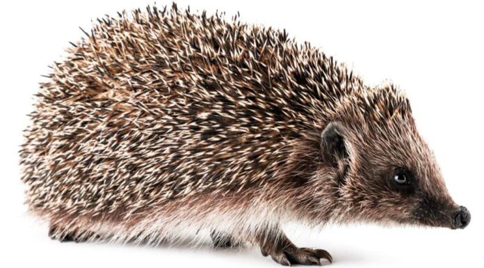 Durata della vita del riccio: quanto tempo vivono i ricci?

