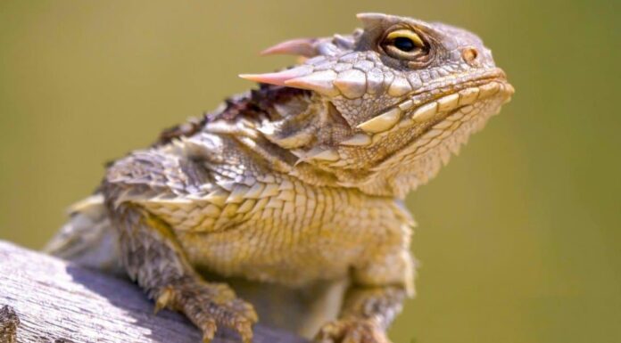 lizards with spikes thorny devil