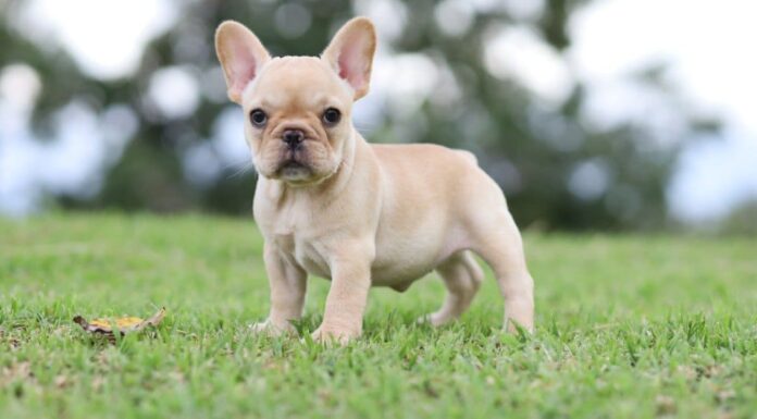 A Antibiotics (and Alternatives) for Dogs: Reviewed