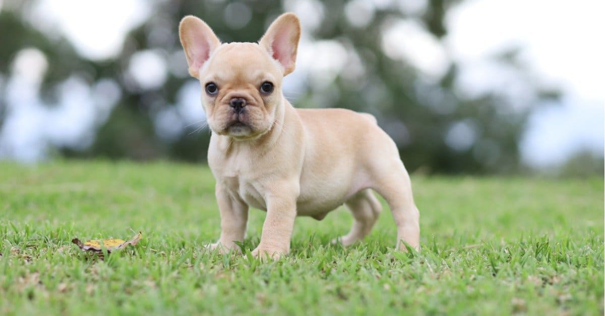 A Antibiotics (and Alternatives) for Dogs: Reviewed