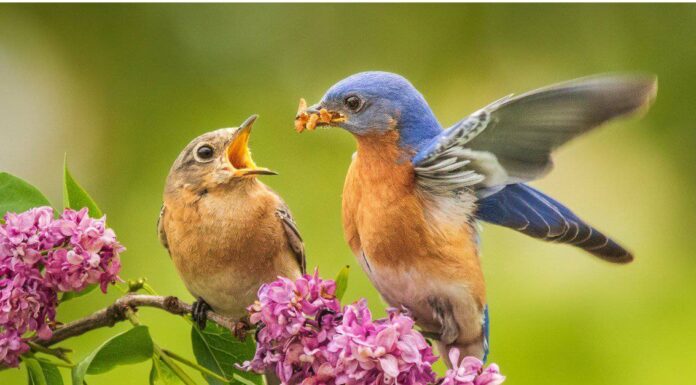 Denti di uccello: gli uccelli hanno i denti?
